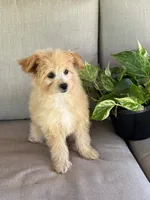 Morkie, a female Morkie for sale in Hamilton, OH – 7 of 7