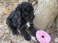 Maltipoo, a female Maltipoo for sale in Hamilton, OH – 3 of 6