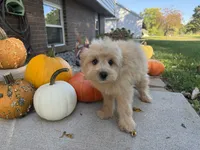 Morkie, a male Morkie for sale in Hamilton, OH – 8 of 10