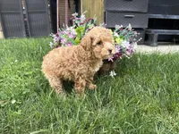Maltipoo, a female Maltipoo for sale in Hamilton, OH – 7 of 7