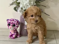 Maltipoo, a female Maltipoo for sale in Hamilton, OH – 2 of 7