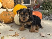 Shorkie, a male Shorkie for sale in Hamilton, OH – 3 of 7