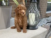 Maltipoo, a male Maltipoo for sale in Hamilton, OH – 5 of 8
