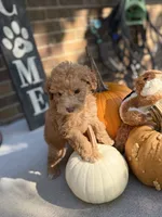 Maltipoo, a female Maltipoo for sale in Hamilton, OH – 2 of 9