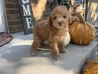 Maltipoo, a female Maltipoo for sale in Hamilton, OH – 8 of 9