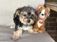 Shorkie, a female Shorkie for sale in Hamilton, OH – 2 of 8