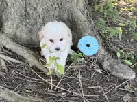 Maltipoo, a male Maltipoo for sale in Hamilton, OH – 2 of 10