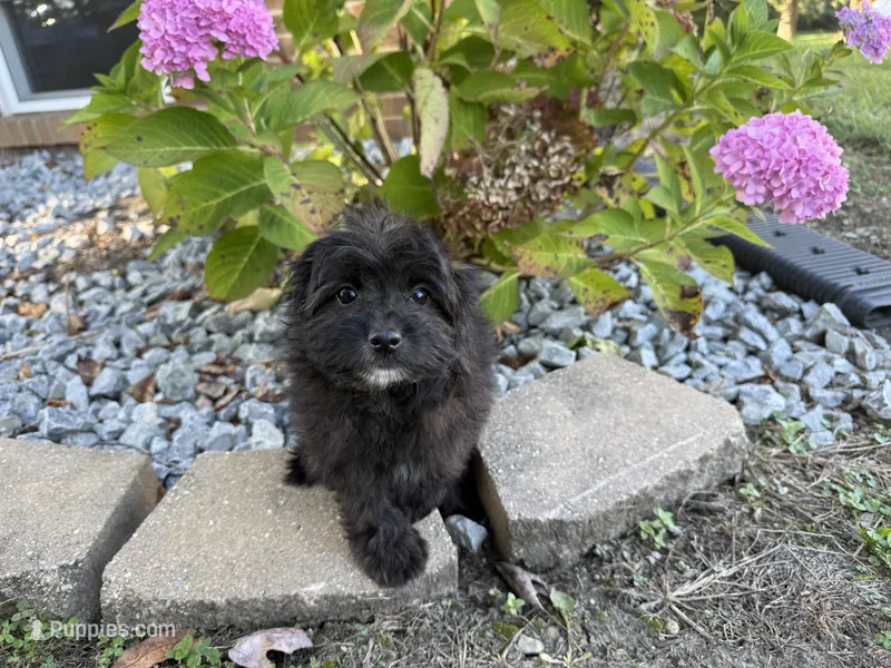 Morkie – Morkie puppy for sale in Hamilton, OH