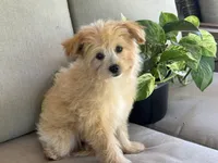 Morkie, a female Morkie for sale in Hamilton, OH – 5 of 7