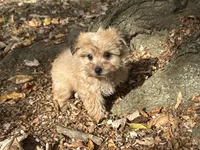 Shorkie, a male Shorkie for sale in Hamilton, OH – 4 of 7