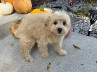 Morkie, a male Morkie for sale in Hamilton, OH – 3 of 10