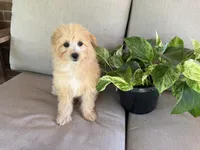 Morkie, a female Morkie for sale in Hamilton, OH – 6 of 7