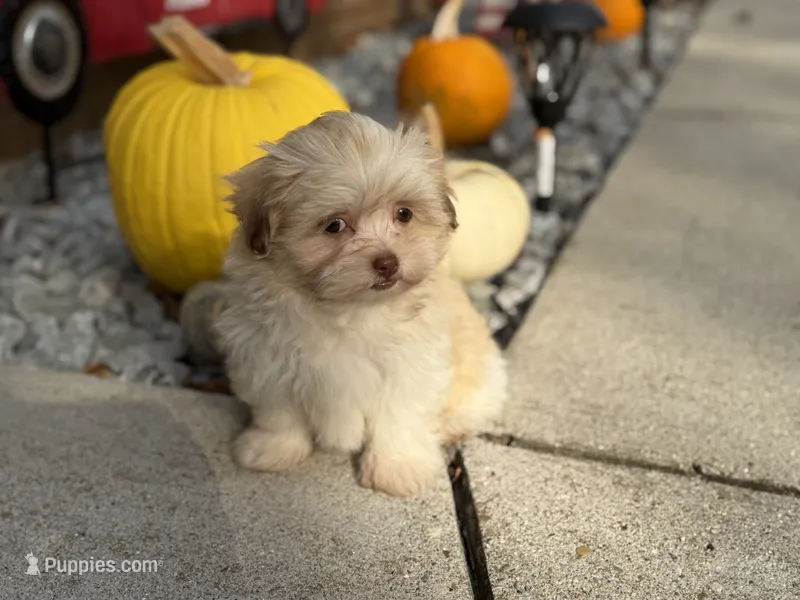Shih-Poo – Shihpoo puppy for sale in Hamilton, OH