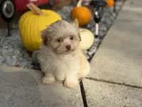 Shih-Poo, a female Shihpoo for sale in Hamilton, OH – 1 of 5