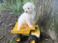 Maltipoo, a male Maltipoo for sale in Hamilton, OH – 8 of 8