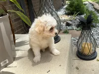Maltipoo, a male Maltipoo for sale in Hamilton, OH – 5 of 6