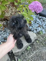 Morkie, a female Morkie for sale in Hamilton, OH – 3 of 10