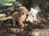 Maltipoo, a female Maltipoo for sale in Hamilton, OH – 8 of 8