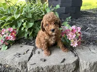 Maltipoo, a female Maltipoo for sale in Hamilton, OH – 6 of 10