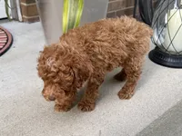 Maltipoo, a male Maltipoo for sale in Hamilton, OH – 7 of 8