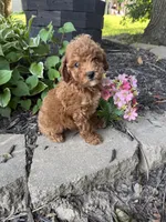 Maltipoo, a female Maltipoo for sale in Hamilton, OH – 5 of 10
