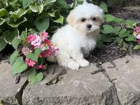 Shorkie, a female Shorkie for sale in Hamilton, OH – 5 of 9