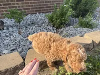 Maltipoo, a male Maltipoo for sale in Hamilton, OH – 7 of 10