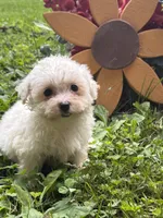 Maltipoo, a female Maltipoo for sale in Hamilton, OH – 5 of 8