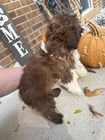 Shih-Poo, a male Shihpoo for sale in Hamilton, OH – 4 of 9