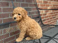 Maltipoo, a male Maltipoo for sale in Hamilton, OH – Photo 5 of 8