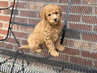 Maltipoo, a male Maltipoo for sale in Hamilton, OH – Photo 4 of 8