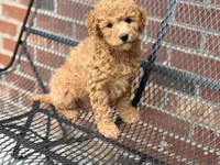 Maltipoo, a male Maltipoo for sale in Hamilton, OH – Photo 2 of 8