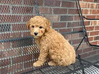 Maltipoo, a male Maltipoo for sale in Hamilton, OH – Photo 8 of 8