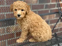 Maltipoo, a male Maltipoo for sale in Hamilton, OH – Photo 1 of 8
