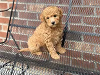 Maltipoo, a male Maltipoo for sale in Hamilton, OH – Photo 3 of 8