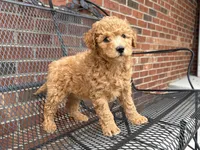 Maltipoo, a male Maltipoo for sale in Hamilton, OH – Photo 6 of 8