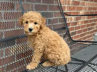 Maltipoo, a male Maltipoo for sale in Hamilton, OH – Photo 7 of 8