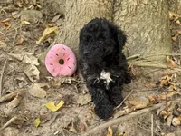 Maltipoo, a female Maltipoo for sale in Hamilton, OH – 2 of 6