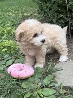 Maltipoo, a female Maltipoo for sale in Hamilton, OH – 7 of 8