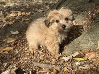 Shorkie, a male Shorkie for sale in Hamilton, OH – 6 of 7