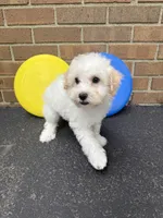 Maltipoo, a male Maltipoo for sale in Hamilton, OH – 3 of 7