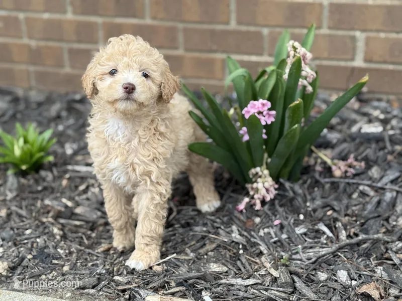 Maltipoo – Maltipoo puppy for sale in Hamilton, OH