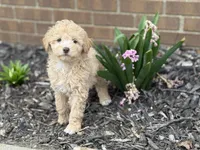 Maltipoo, a female Maltipoo for sale in Hamilton, OH – Photo 2 of 7