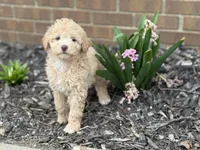 Maltipoo, a female Maltipoo for sale in Hamilton, OH – Photo 3 of 7