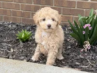 Maltipoo, a female Maltipoo for sale in Hamilton, OH – Photo 4 of 7