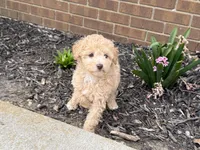 Maltipoo, a female Maltipoo for sale in Hamilton, OH – Photo 6 of 7