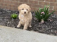 Maltipoo, a female Maltipoo for sale in Hamilton, OH – Photo 5 of 7
