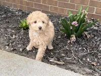 Maltipoo, a female Maltipoo for sale in Hamilton, OH – Photo 7 of 7