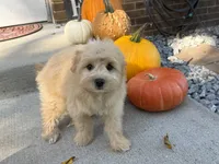 Morkie, a male Morkie for sale in Hamilton, OH – 7 of 10