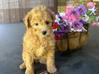 Maltipoo, a female Maltipoo for sale in Hamilton, OH – 6 of 7